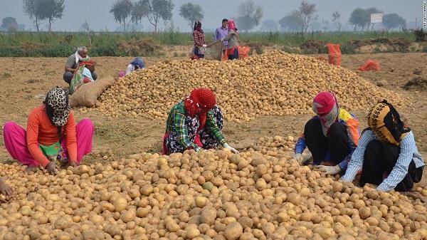 如今种土豆也侵权？百事公司起诉4名印度农民